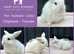 Baby Mini Lop Bunnies - 2 LEFT - Ready Monday