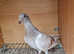 Young racing pigeons