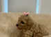 4 beautiful Cavapoochon puppies