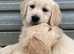 Fully Vaccinated KC Registered Golden Retriever Puppies