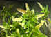 Bauers Chameleon Gecko