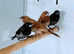 Bicheno Finches  male female,18