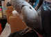 African grey parrot  called smokey