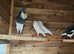 Brunner and Norwich pouters pigeons  for sale