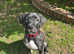Bullmastiff for Sale