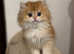 SOLD New Litters Available GCCF Registered British Shorthair Chocolate Golden Kittens All Reserved New Litters Available
