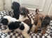 4 beautiful girl terrier cross German Shepherd x Labrador puppies