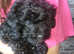 8 week old male cavapoo for sale