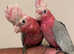 Baby HandReared Friendly Silly Tame Galah Cockatoo