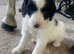 Beautiful cockapoo puppies