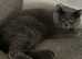 British Shorthair ACTIVE Queen