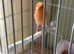 5 week old red mosaic chick