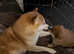 Shiba Inu puppy