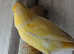 Canaries