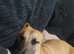 8 month old male lurcher cross shepherd