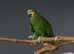 Orange Winged Amazon,17