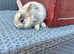 Super cute Netherland dwarf babies.