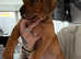 Rhodesian Ridgeback Puppys
