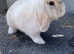8 rabbits for sale job lot
