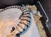 Rare Axanthic Halmahera blue tongue skink lizard