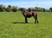 Beautiful Bay Yearling Filly!