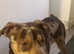 Cane Corso x Mastiff age 5 months