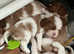 Pedigree Cavalier King Charles Puppies.