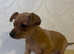 Russian toy terier puppies