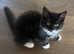 4 adorable kittens on sale looking for a lovely new home