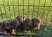 Dachshund puppies for sale