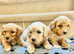 F1 Poochon Puppies