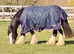 Blagdon cob mare 15hh 12 years