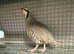 Chukar partridges (males & females)