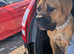 6 MONTH OLD FEMALE MASTIFF