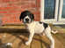 Springador pups