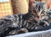 Pedigree bengal kittens