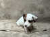Sealyham terrier x jack Russell