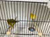 Fife canaries for sale
