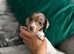 Miniature Dachshund Puppies Ready to Leave