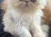 3 Beautiful Persian Exotic ultra x Persian kittens for sale