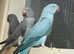 Stunning blue Indian ringnick parrot