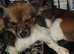 5 pomchis beautiful specimens #can meet mum and dad #