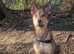 Gsd x husky 7 months old