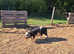 Male Kune Kune piglet