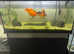 Fancy Goldfish and Loach for sale
