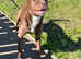 North American mastiff x