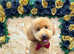Beautiful pomapoo puppies available next week