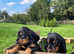 Black and tan Coonhounds