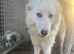 2 year old maremma bitch