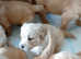 Golden retriever puppies